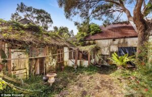 Overgrown yard with tall grass and vines surrounding an old, weathered house with cracked windows, rusted roofs, and peeling paint. Large tree and various plants fill the neglected outdoor space.